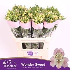 Alstroemeria Wonder Sweet 75cm 50gr.