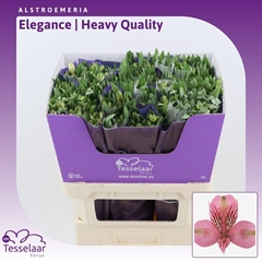 Alstroemeria Elegance 75cm 80gr.