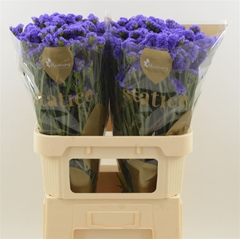 Limonium Sinuatum Pippa Wings 80cm 55gr.