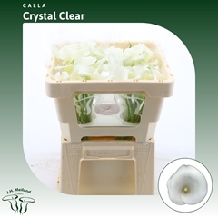 Zantedeschia Crystal Clear 45cm