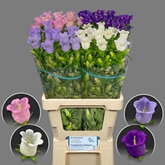 Campanula Medium Mix 70cm