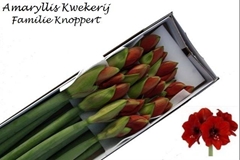 Hippeastrum Ferrari 75cm