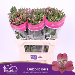 Alstroemeria Bubblicious 75cm 60gr.