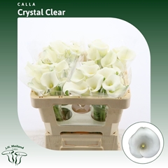 Zantedeschia Crystal Clear 50cm
