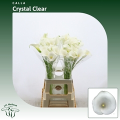Zantedeschia Crystal Clear 70cm
