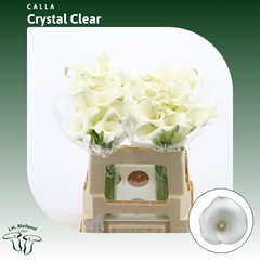 Zantedeschia Crystal Clear 55cm