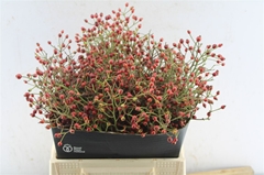 Rosa Autumn Splash 40cm