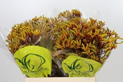 Anigozanthos Orange Velvet 60cm