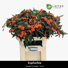 Euphorbia Fulgens Spray Queen Of Orange 70cm 5cm Hd