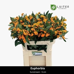 Euphorbia Fulgens Spray Sunstream 70cm 5cm Hd