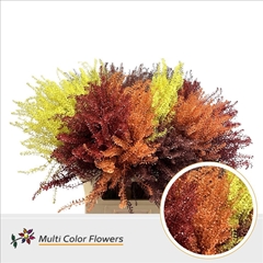 Thlaspi Painted Autumn Mix 80cm