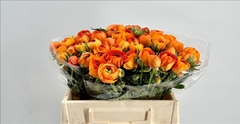 Ranunculus Elegance Orange 40cm