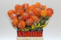 Leucospermum Jelena 50cm