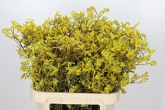 Anigozanthos Flavidus Bush Down 80cm