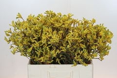 Anigozanthos Flavidus Bush Down 60cm
