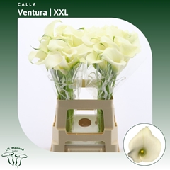 Zantedeschia Captain Ventura 65cm