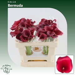 Zantedeschia Captain Bermuda 50cm