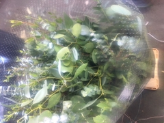 Eucalyptus Mix Per Bunch 70cm 250gr.