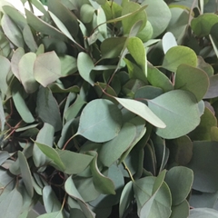 Eucalyptus Populus Per Bunch 60cm 200gr.