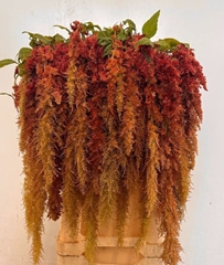 Amaranthus Caudatus Brown Spider 80cm