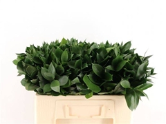Ruscus Hypophyllum 50cm