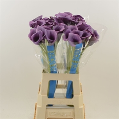 Zantedeschia Durban 70cm