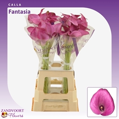Zantedeschia Fantasia 70cm