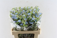 Oxypetalum Tanioka Pure Blue 50cm