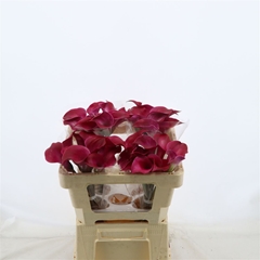 Zantedeschia Tokyo 50cm
