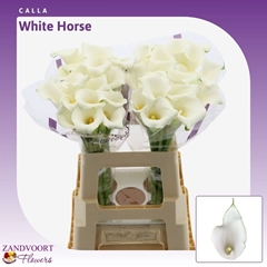 Zantedeschia Whitehorse 55cm