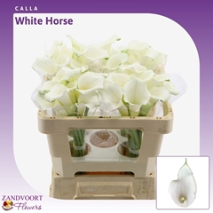 Zantedeschia Whitehorse 50cm