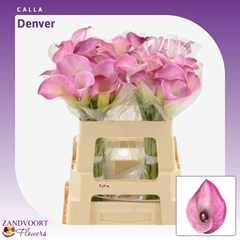 Zantedeschia Denver 55cm