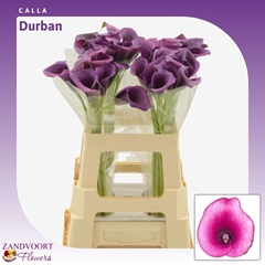 Zantedeschia Durban 60cm