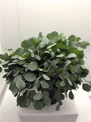 Eucalyptus Populus Per Bunch 70cm 300gr.
