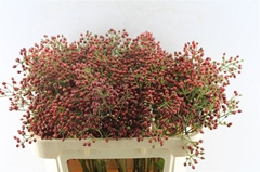 Rosa Autumn Splash 70cm
