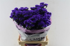 Limonium Sinuatum Navy Sun Birds 75cm 80gr.