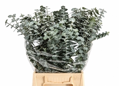 Eucalyptus Baby Blue Per Bunch 50cm 150gr.