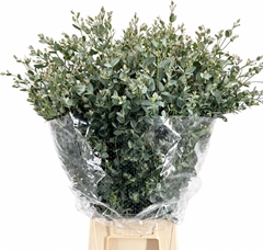 Eucalyptus Gunnii Per Bunch 70cm 300gr.