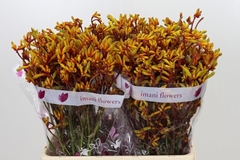 Anigozanthos Gold Fever 60cm