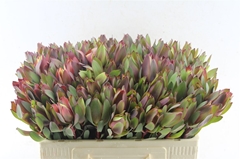 Leucadendron Senorita 50cm