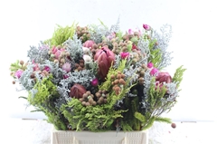 Protea Per Bunch 50cm