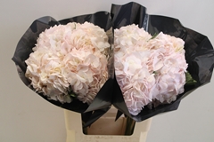 Hydrangea Light Pink 60cm 16cm Hd