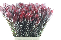 Leucadendron Safari Sunset 110cm