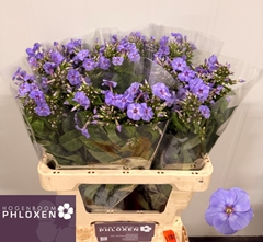 Phlox Butterfly 60cm
