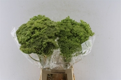 Ammi Visnaga Green Mist 70cm