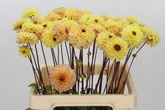 Dahlia Yellow Jill 60cm