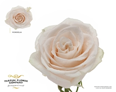 Rosa Vendela 50cm