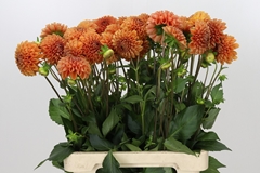 Dahlia Cornel Bronze 60cm