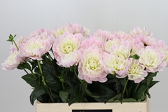 Dahlia Lady Kate 60cm