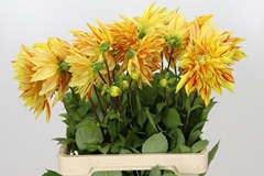Dahlia Striped Vulcan 65cm
